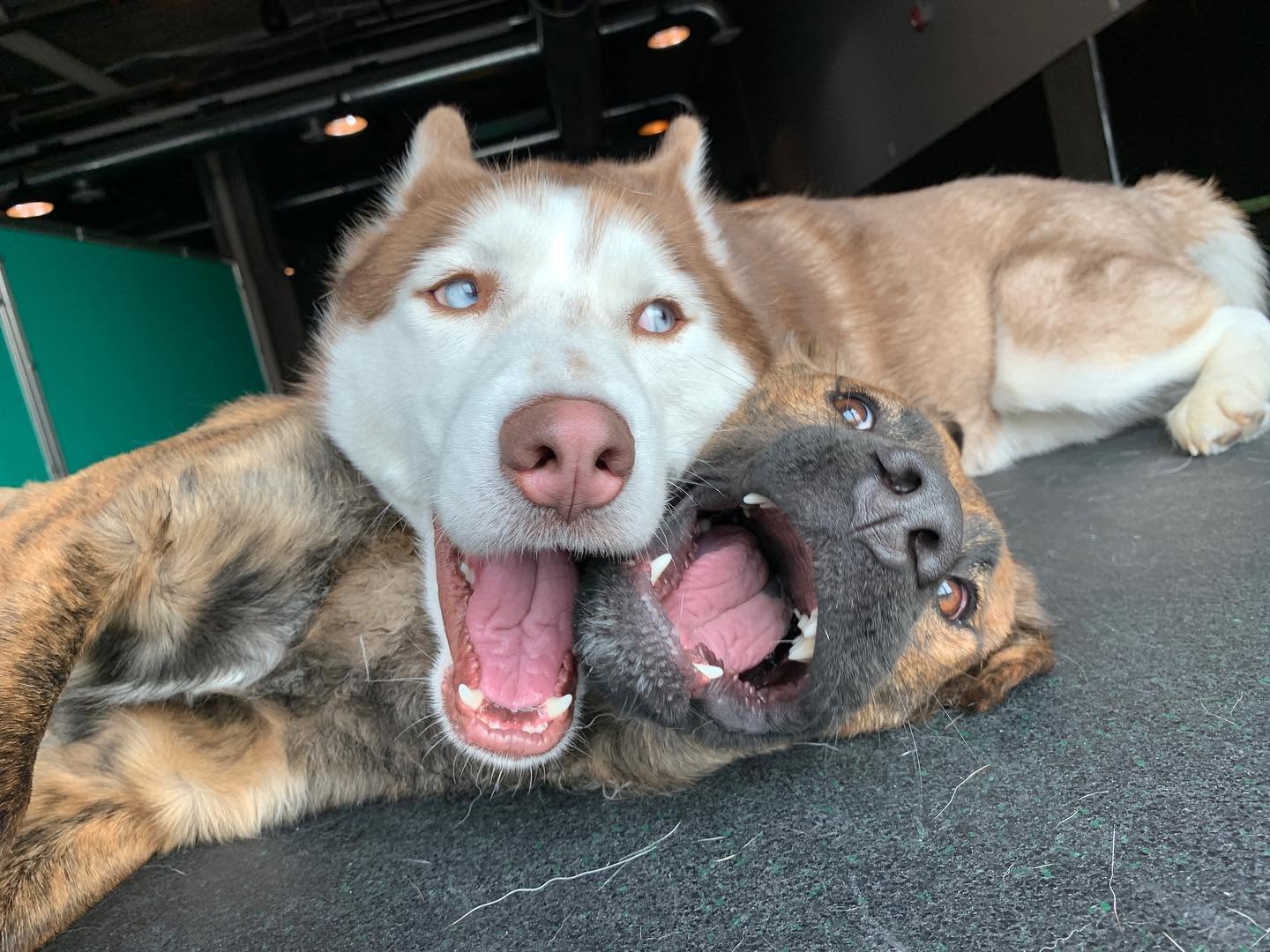 Three dogs relaxing together during supervised play at Pupz Club in Rahway, NJ