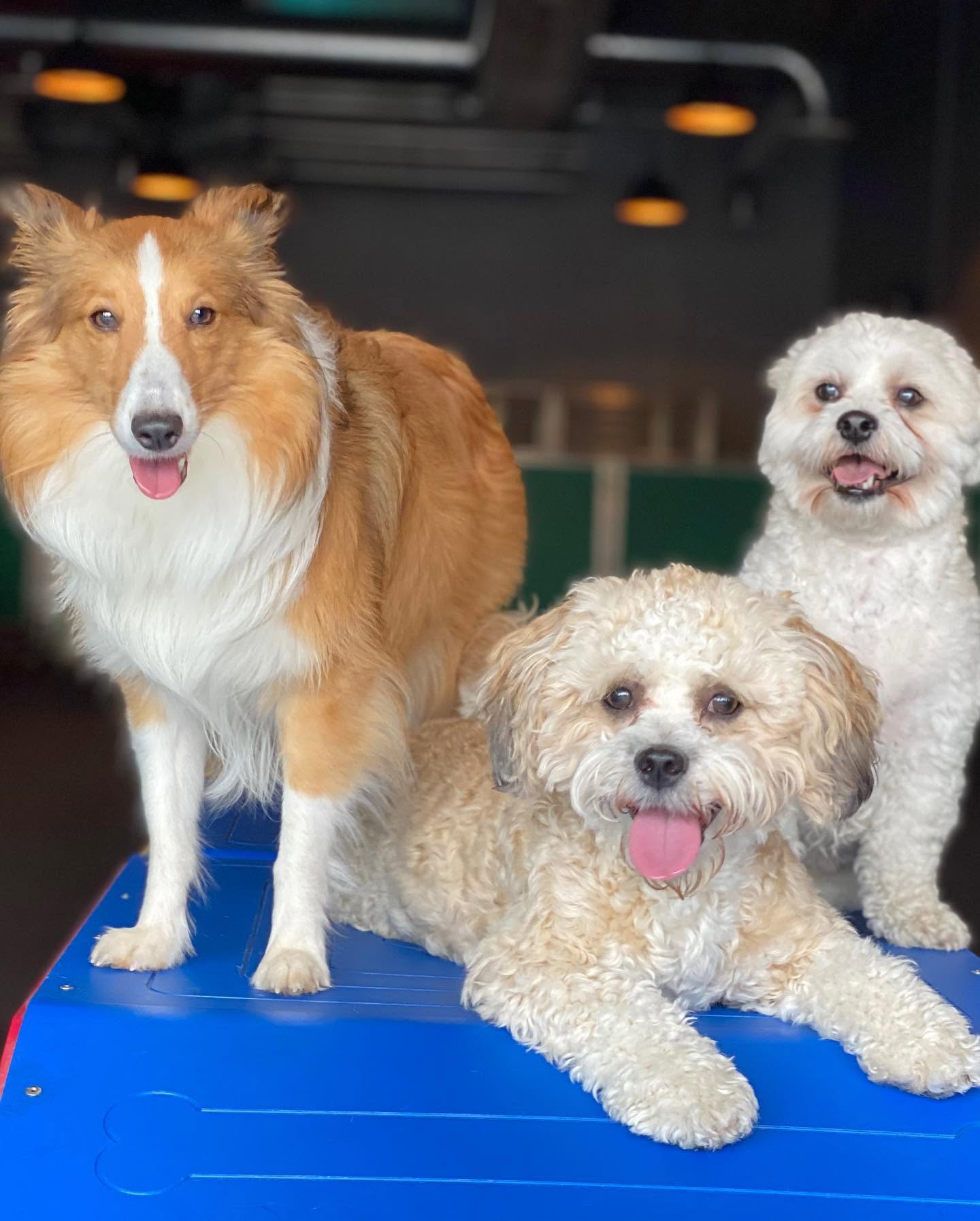 Three Pupz Club members on a play platform in Rahway NJ