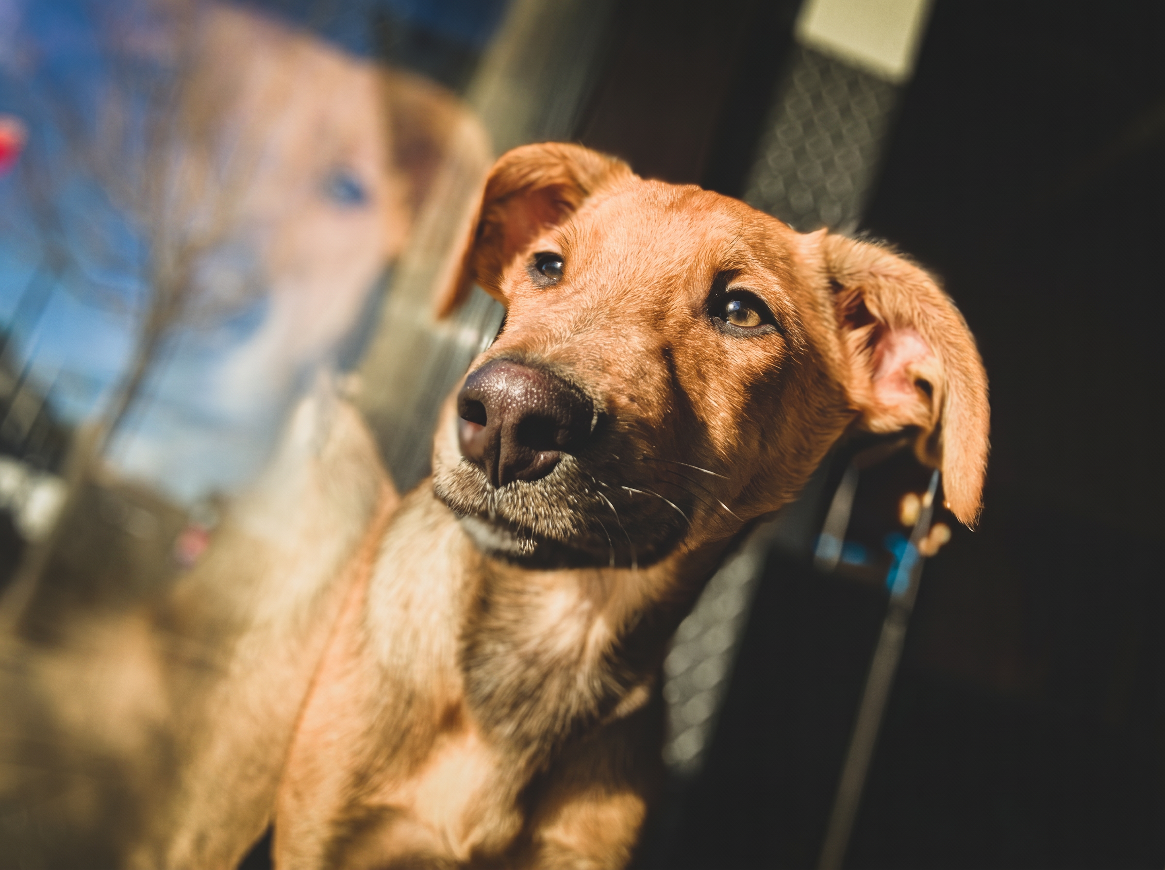 Puppy at Pupz Club in Rahway, NJ