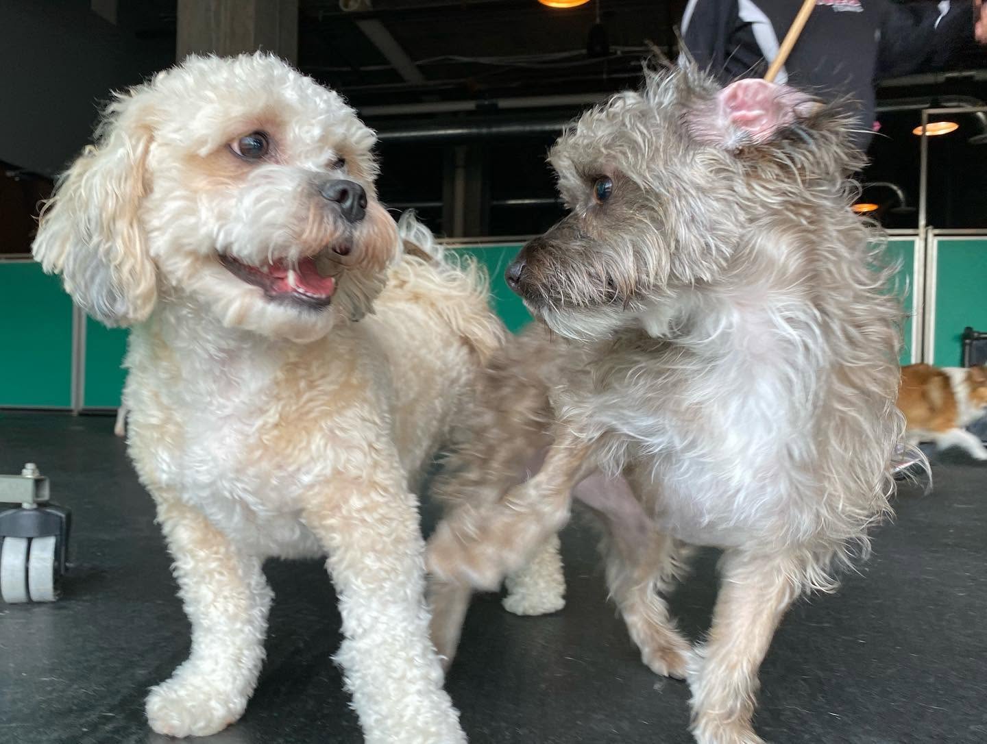 Two small light-colored dogs greeting each other on the Pupz Club play floor