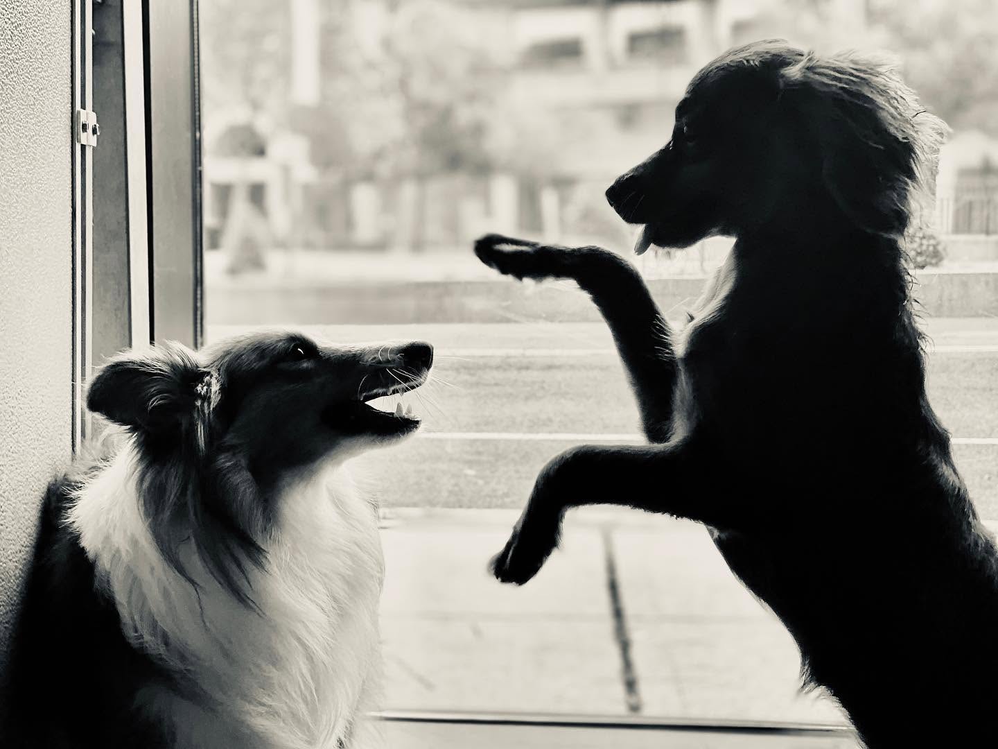 Two dogs playing together by the window at Pupz Club in Rahway, NJ