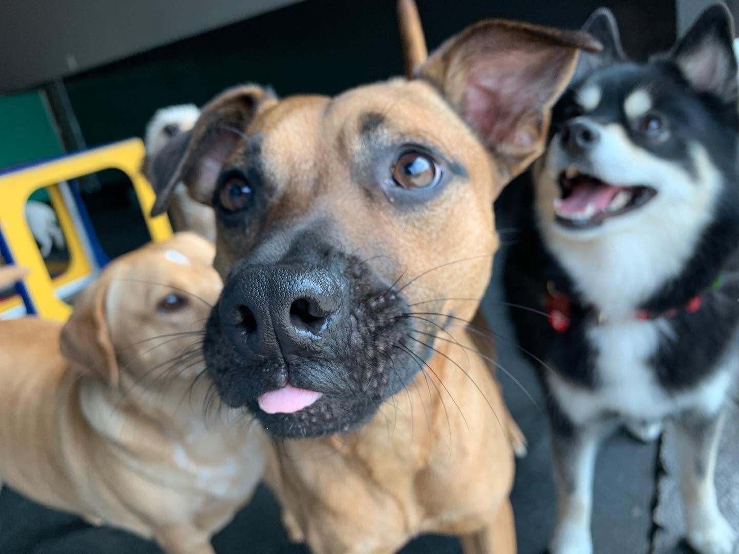 Close-up of a tan Pupz Club member with friends waiting behind