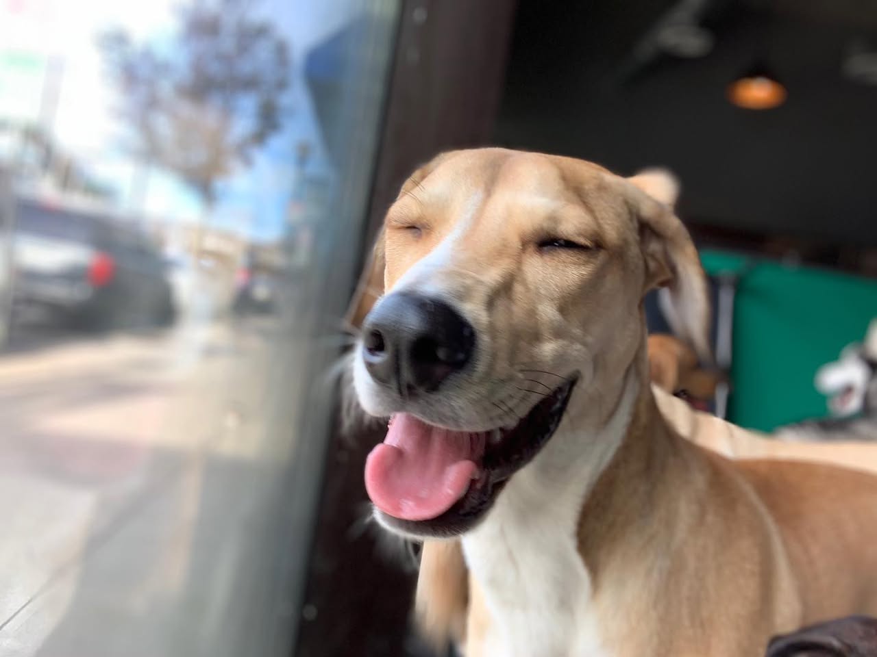 A happy tan dog by the window at Pupz Club in Rahway, NJ