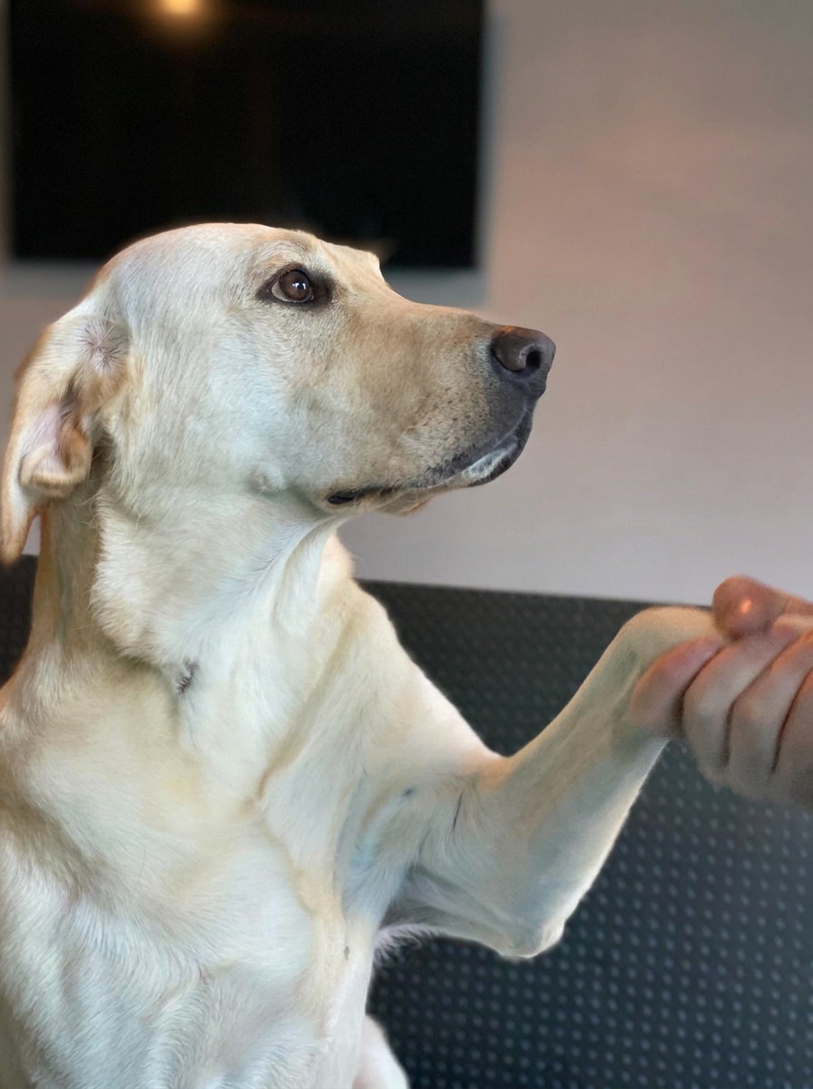 A yellow Labrador gives paw to a team member at Pupz Club